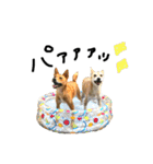 毎日使える 保護犬にことさん（個別スタンプ：28）