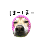 毎日使える 保護犬にことさん（個別スタンプ：29）