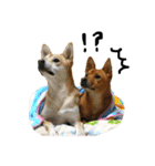 毎日使える 保護犬にことさん（個別スタンプ：31）