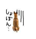 毎日使える 保護犬にことさん（個別スタンプ：33）