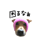 毎日使える 保護犬にことさん（個別スタンプ：34）