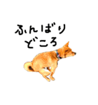 毎日使える 保護犬にことさん（個別スタンプ：35）