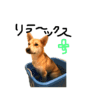 毎日使える 保護犬にことさん（個別スタンプ：36）