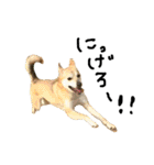 毎日使える 保護犬にことさん（個別スタンプ：38）
