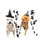 毎日使える 保護犬にことさん（個別スタンプ：39）