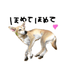 毎日使える 保護犬にことさん（個別スタンプ：40）