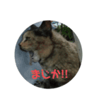 吾輩はサビ猫である。名前はキメラ（個別スタンプ：1）