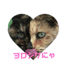 吾輩はサビ猫である。名前はキメラ（個別スタンプ：2）