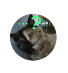 吾輩はサビ猫である。名前はキメラ（個別スタンプ：3）