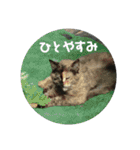 吾輩はサビ猫である。名前はキメラ（個別スタンプ：5）