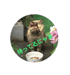 吾輩はサビ猫である。名前はキメラ（個別スタンプ：6）