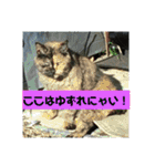 吾輩はサビ猫である。名前はキメラ（個別スタンプ：7）