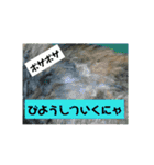吾輩はサビ猫である。名前はキメラ（個別スタンプ：8）