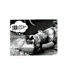 吾輩はサビ猫である。名前はキメラ（個別スタンプ：9）