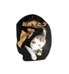 ティアコグのごあいさつ（個別スタンプ：7）