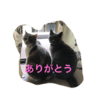 ティアコグのごあいさつ（個別スタンプ：8）