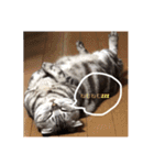 あずきと愉快な仲間たち（個別スタンプ：1）