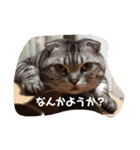 あずきと愉快な仲間たち（個別スタンプ：3）