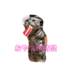 あずきと愉快な仲間たち（個別スタンプ：7）