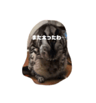 あずきと愉快な仲間たち（個別スタンプ：13）