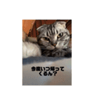 あずきと愉快な仲間たち（個別スタンプ：15）
