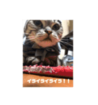あずきと愉快な仲間たち（個別スタンプ：16）