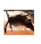 あずきと愉快な仲間たち（個別スタンプ：17）