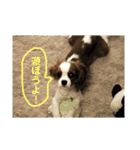 あずきと愉快な仲間たち（個別スタンプ：19）
