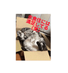 あずきと愉快な仲間たち（個別スタンプ：22）