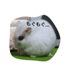 まいにちラルちゃん（個別スタンプ：3）