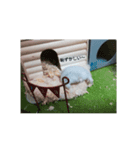 まいにちラルちゃん（個別スタンプ：5）