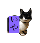 たろはなごえ（個別スタンプ：1）