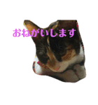 たろはなごえ（個別スタンプ：5）