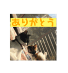 たろはなごえ（個別スタンプ：11）