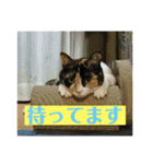 たろはなごえ（個別スタンプ：12）
