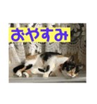 たろはなごえ（個別スタンプ：14）