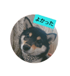 わんこでごあいさつ（個別スタンプ：1）