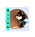 わんこでごあいさつ（個別スタンプ：3）