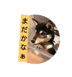 わんこでごあいさつ（個別スタンプ：4）