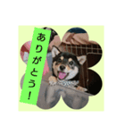 わんこでごあいさつ（個別スタンプ：5）