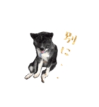 秋田犬 黒（個別スタンプ：1）