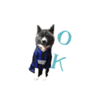 秋田犬 黒（個別スタンプ：2）