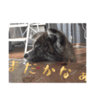 秋田犬 黒（個別スタンプ：3）