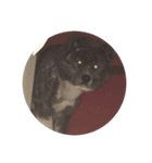 秋田犬 黒（個別スタンプ：4）
