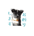 秋田犬 黒（個別スタンプ：6）