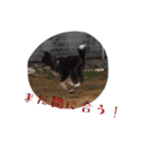 秋田犬 黒（個別スタンプ：10）