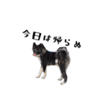 秋田犬 黒（個別スタンプ：11）