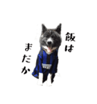 秋田犬 黒（個別スタンプ：12）