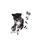秋田犬 黒（個別スタンプ：13）