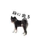 秋田犬 黒（個別スタンプ：14）
